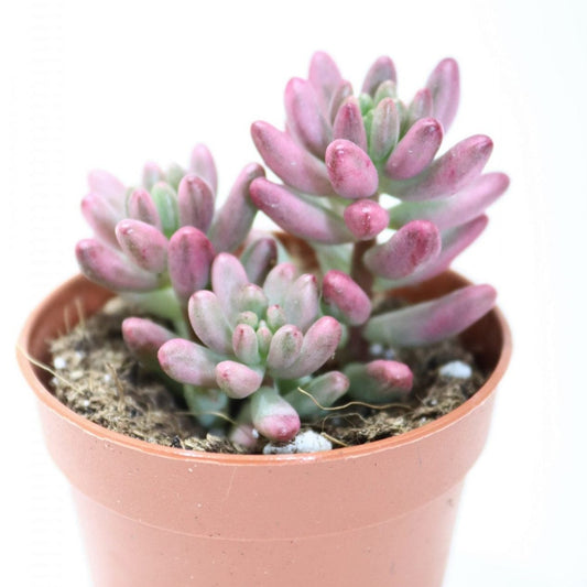 Jelly Bean Plant | Pink | Potted Houseplants