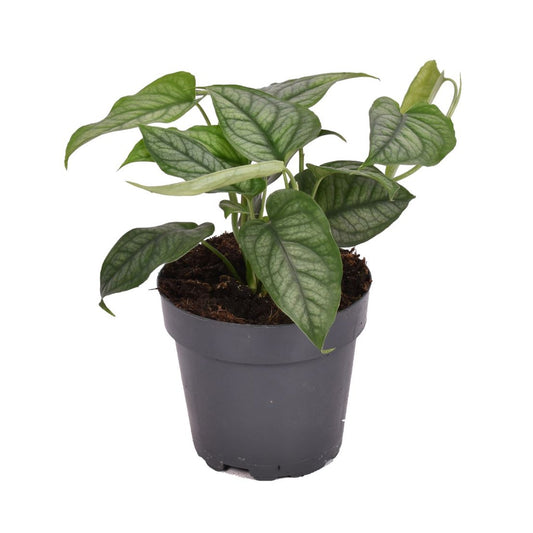 Monstera | Siltepecana | Potted Houseplants