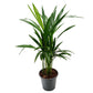 British Grown! Areca Palm