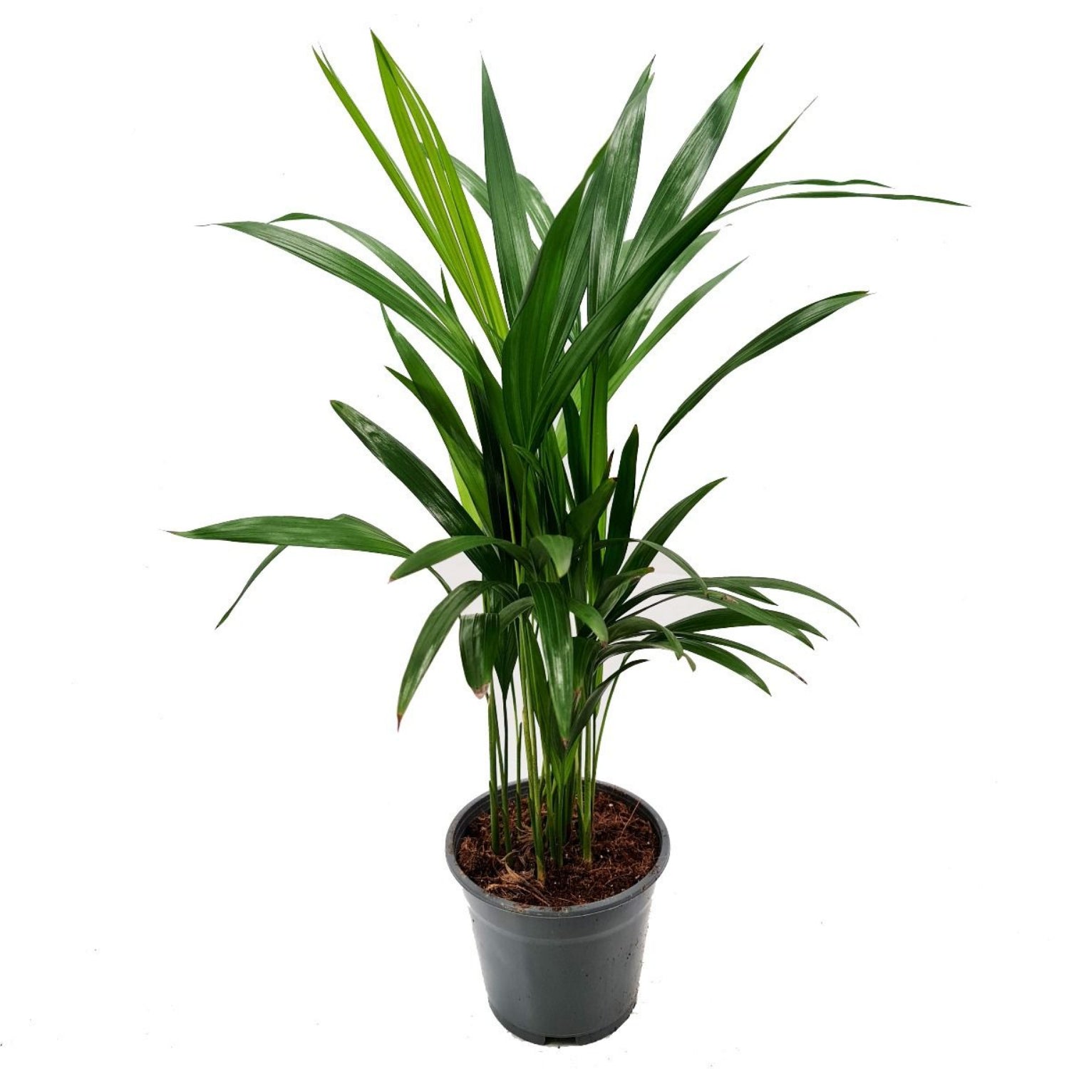 areca palm london Areca Palm