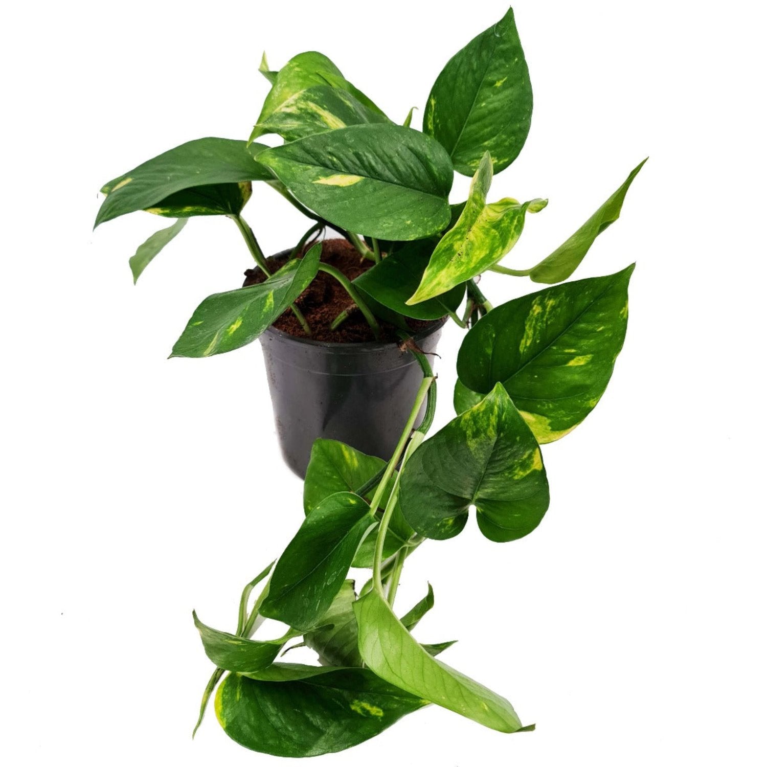 why is money plant called devil's ivy Devil's Ivy