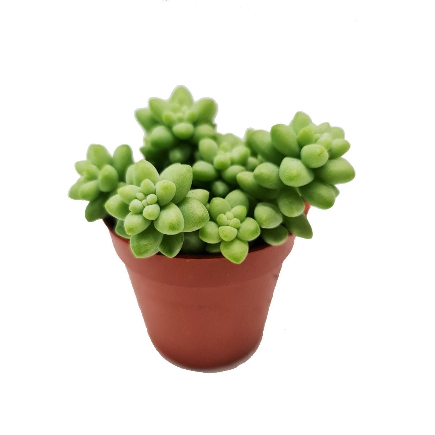 faux potted donkey tail plant Donkey's Tail