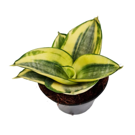 Snake Plant | Golden Hahnii | Potted Houseplants