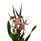 Spider Orchid | Summer Dream