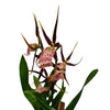 Spider Orchid Summer Dream