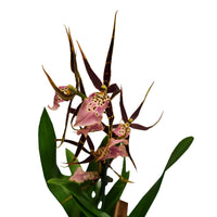Spider Orchid Summer Dream