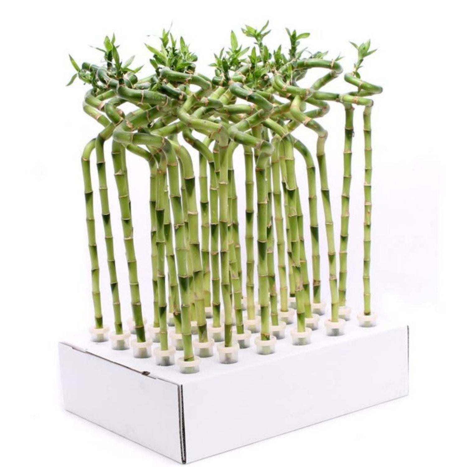 dracaena spiral bamboo Lucky Bamboo