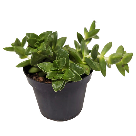 Crassula | Springtime | Easy Care Houseplants