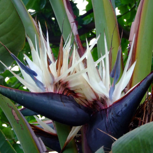 Bird Of Paradise | Alba | Rare Plant | Hard To Find | Potted Houseplants