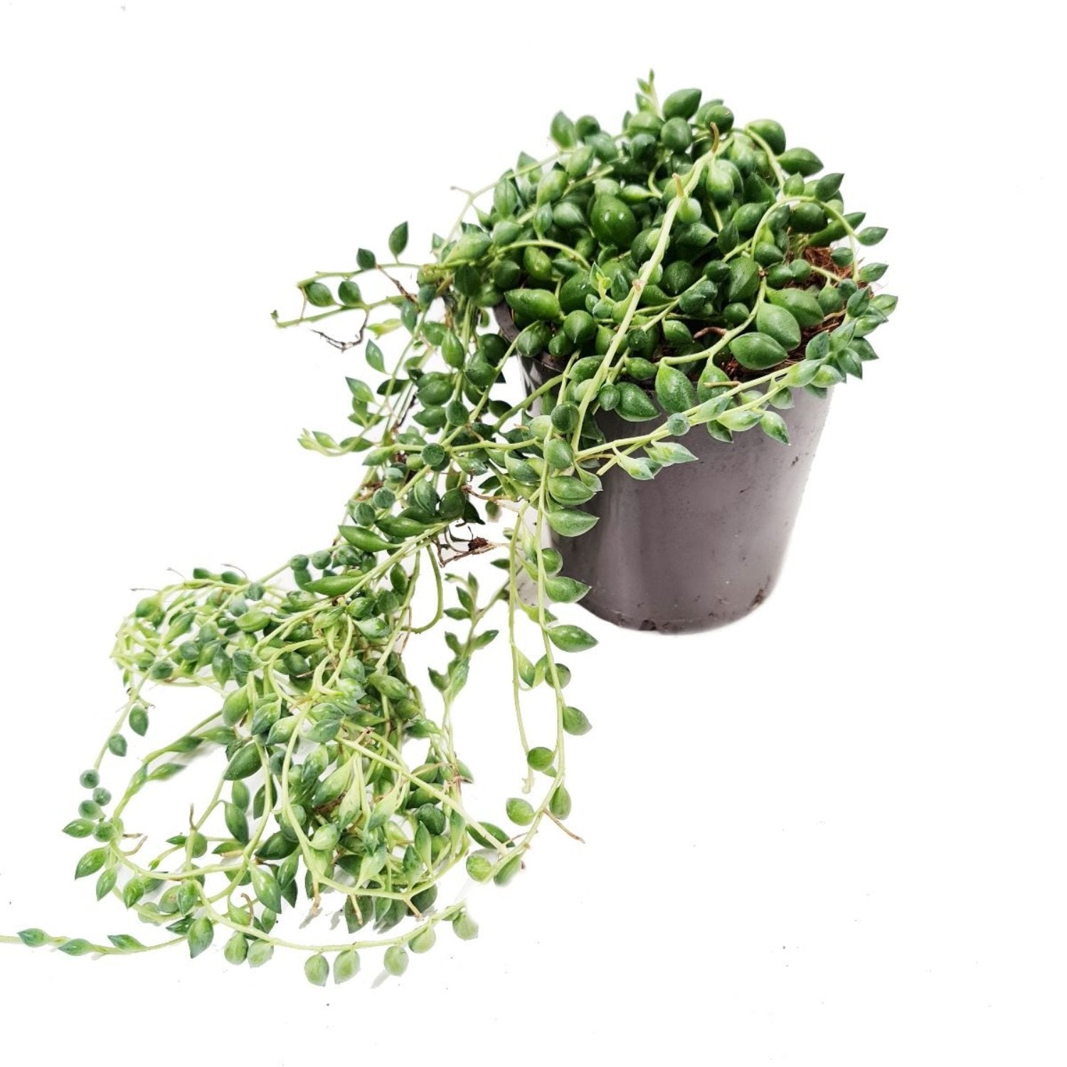 String Of Teardrops | String Of Pearls