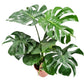 Swiss Cheese Plant