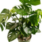 Swiss Cheese Plant