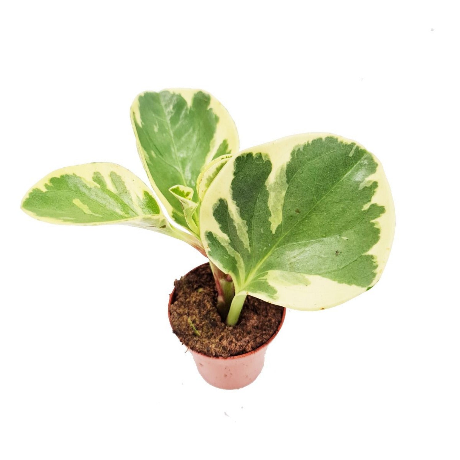 Baby Rubber Plant | Variegated