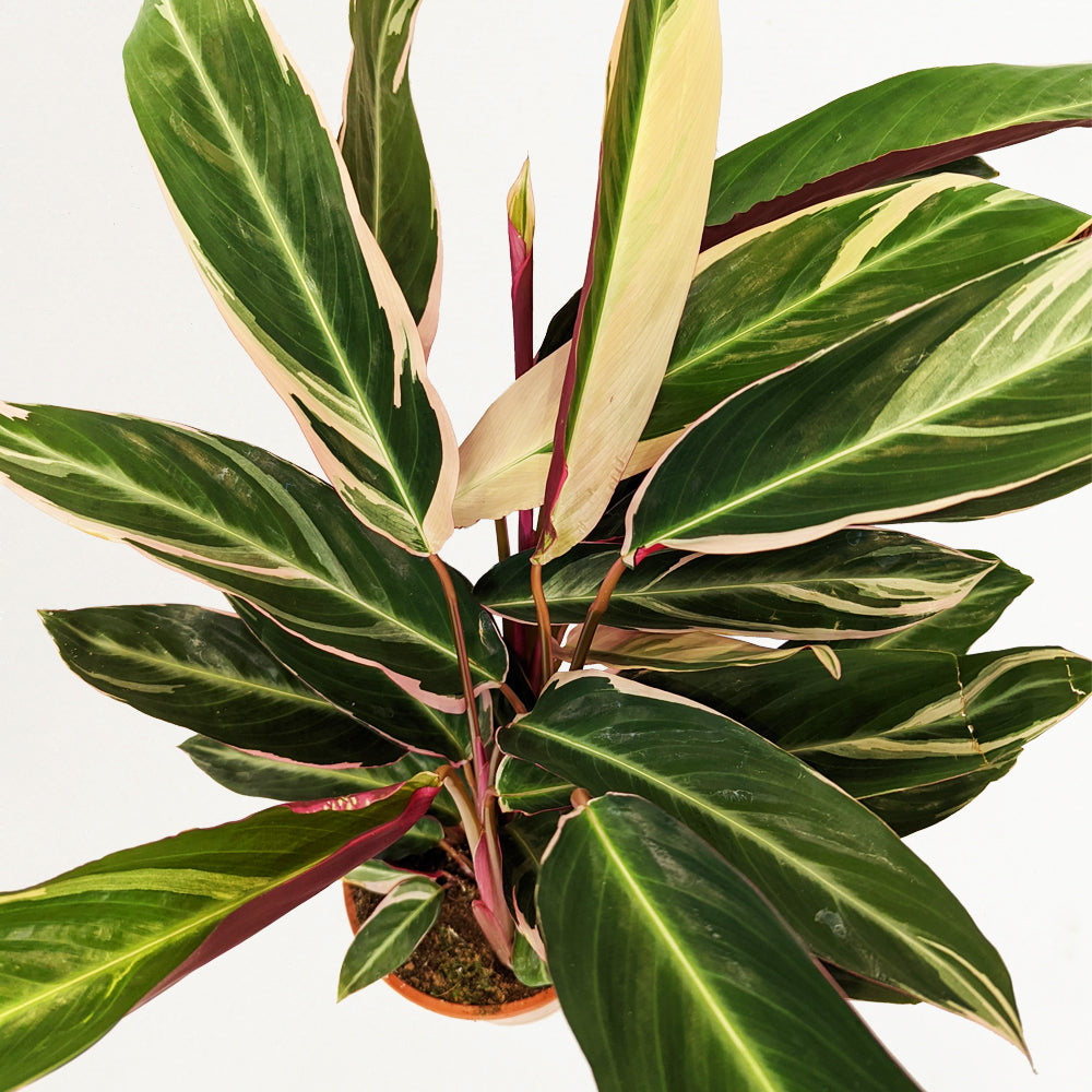 Never Never Plant | Triostar