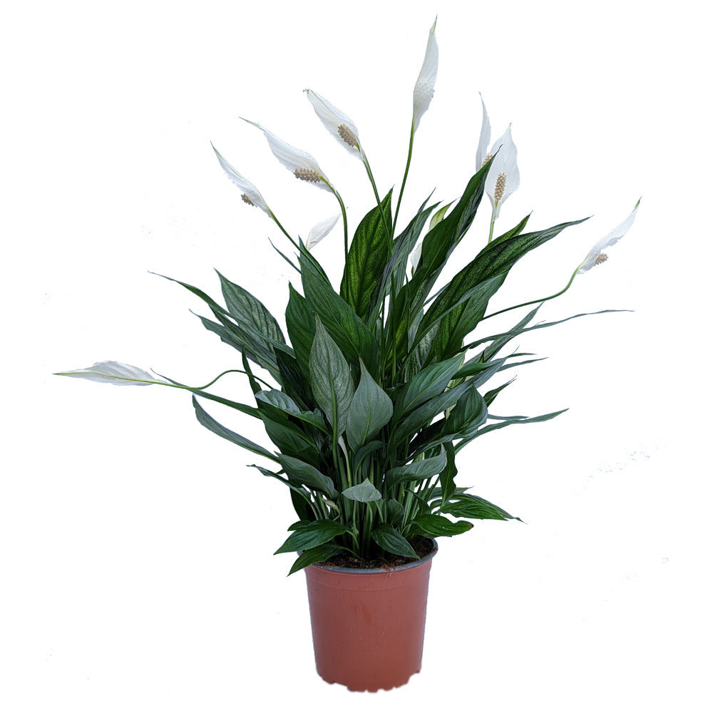 Variegated Peace Lily | Silver Cupido