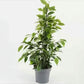 Weeping Fig | Anastasia