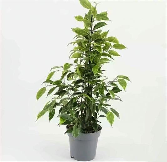 Weeping Fig | Anastasia | Perfect Plants for Under £50