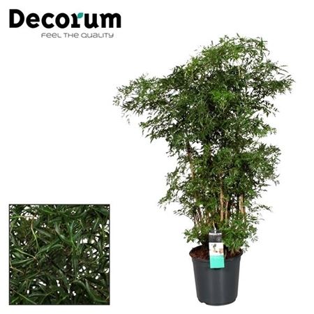 Ming Aralia