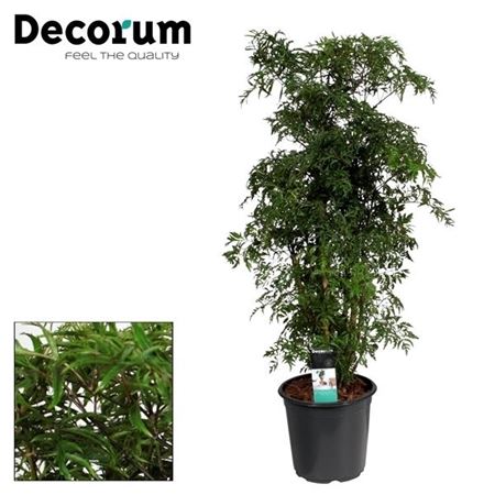 Ming Aralia