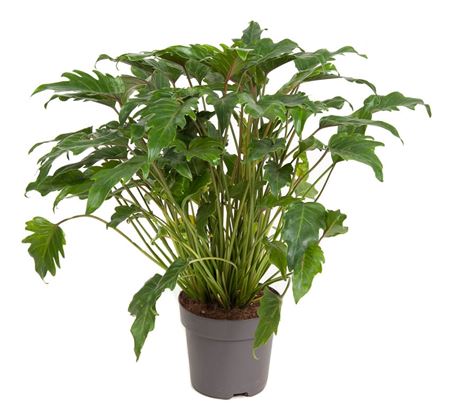philodendron xanadu uk Philo