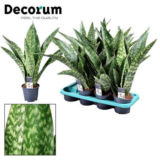 Snake Plant | Dragon | Rare Find | Potted Houseplants