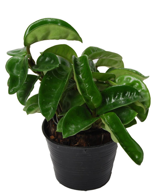 Hindu Rope Krinkle Houseplant