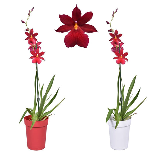 Burrageara Orchid | Nelly Isler | Easy Care Houseplants