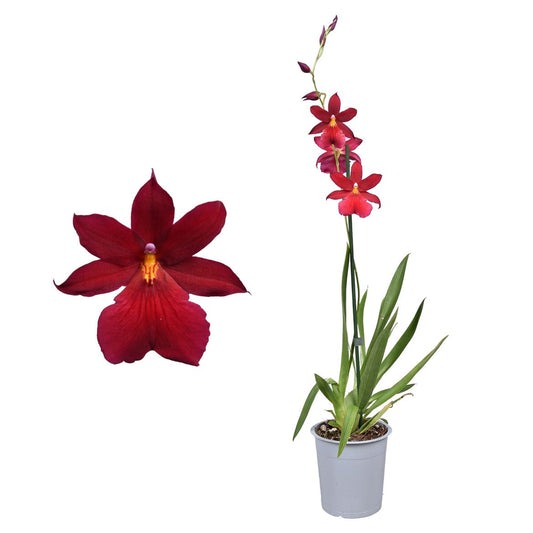 Burrageara Orchid | Nelly Isler | Potted Houseplants