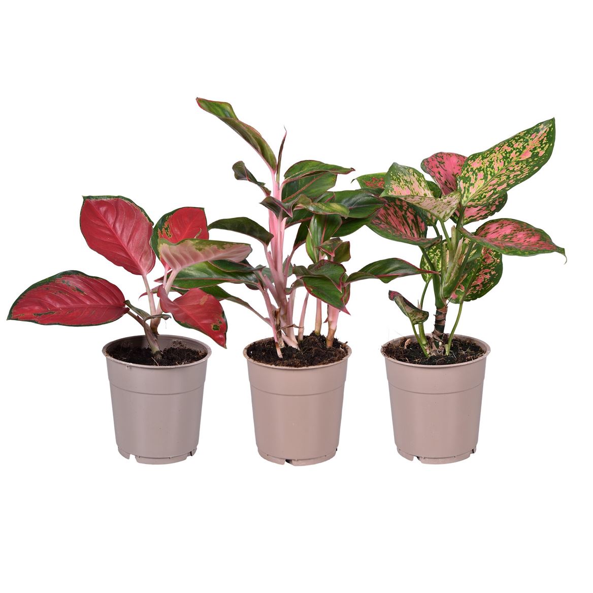 Chinese Evergreen | Surprise Variety!