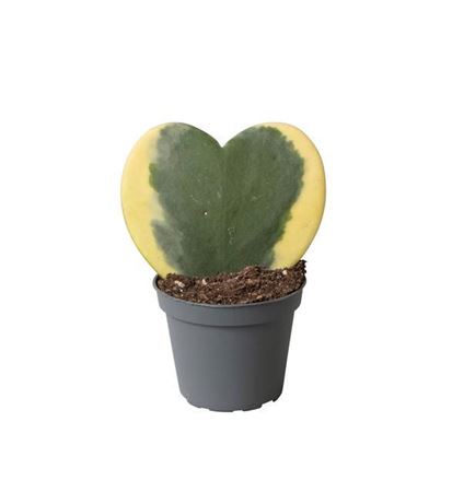 Variegated Heart Plant | Albo Kerrii | Hard To Find | Potted Houseplants