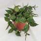 Wax Plant | Splash