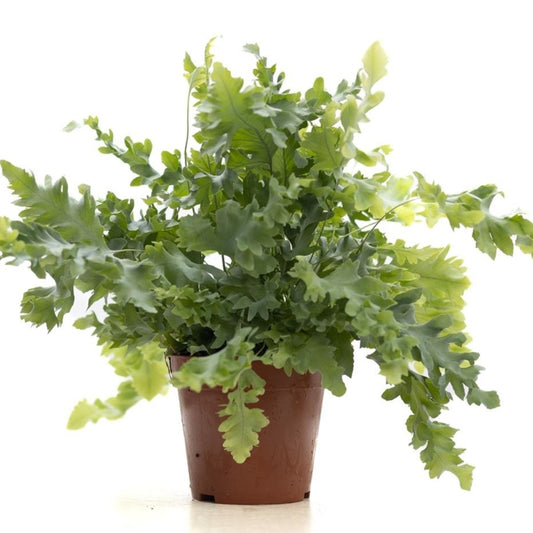 Blue Star Fern | Davana | Potted Houseplants