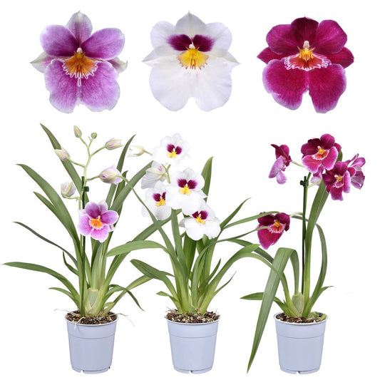 Pansy Orchid | Perfect Plants for Under £30