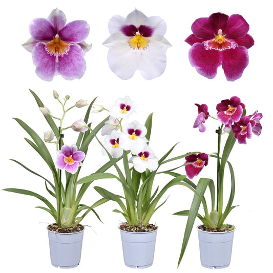 Pansy Orchid | Potted Houseplants