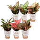 Chinese Evergreen | Surprise Variety!