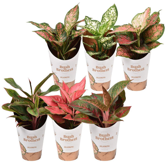 Chinese Evergreen | Surprise Variety! | Air Purifying Plants