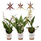 Butterfly Orchid | Titanium