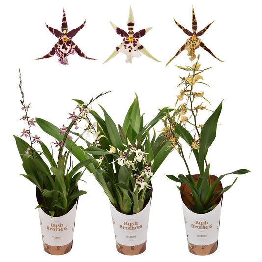 Butterfly Orchid Titanium
