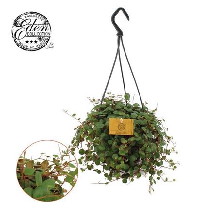 Pepperspot | String Of Coins | Potted Houseplants