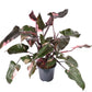 Pink Princess Philo | Rare Plant