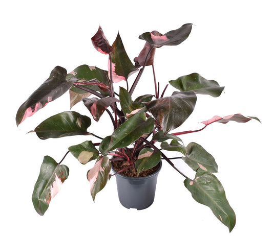 Pink Princess Philo | Rare Plant | Large Leaf Plants