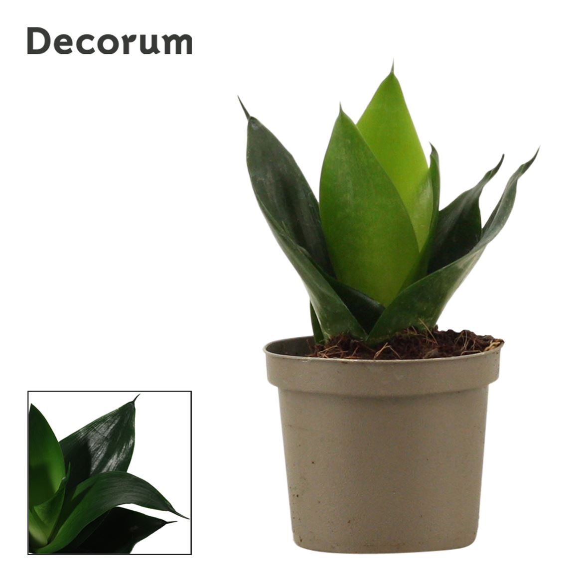 snake plant jade Snake Plant | Black Jade