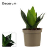 Sansevieria Snake Plant Black Jade