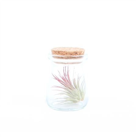 Air Plant In A Bottle