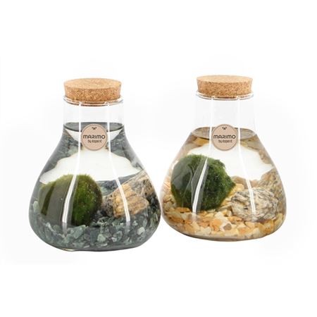 Marimo | Moss Ball | Rare Plant | Air Purifying Plants