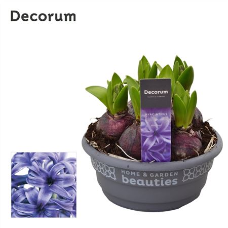 Scented Hyacinths | Blue Pearl | Garden & Outdoor Plants
