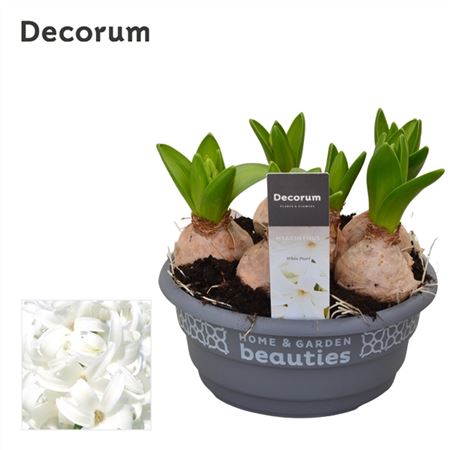 Scented Hyacinths | White Pearl | Garden & Outdoor Plants