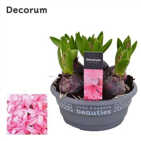 Scented Hyacinths | Pink Pearl