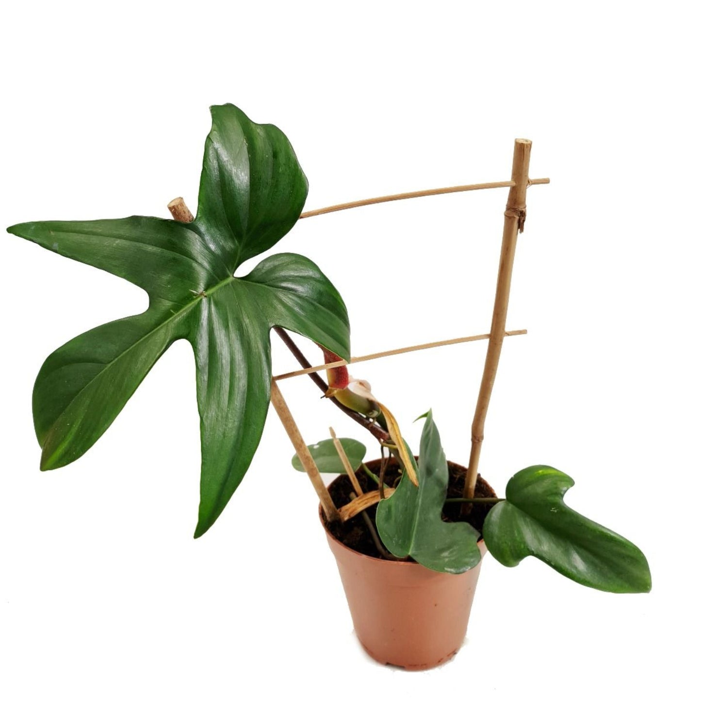 Philodendron Florida Green