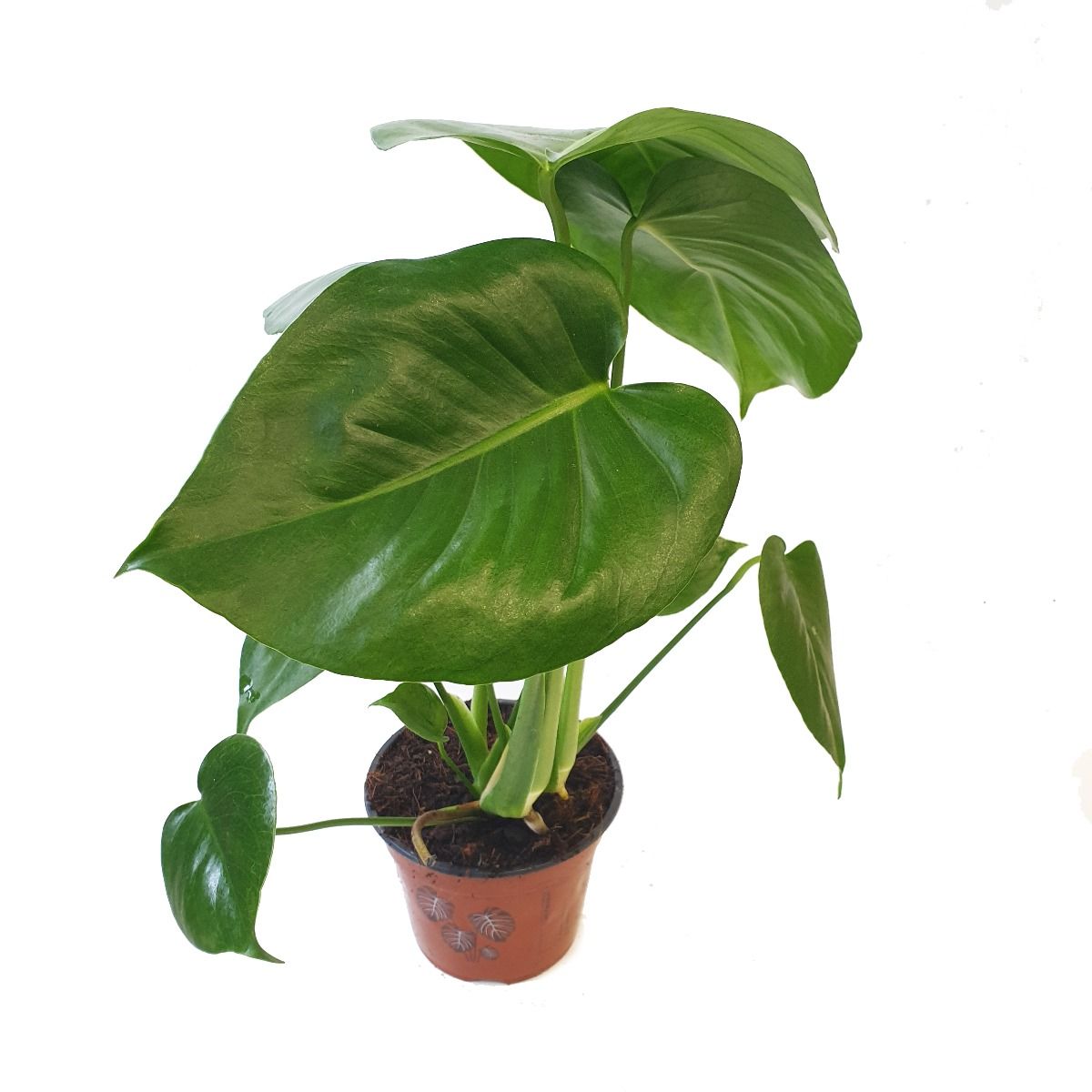 buy monstera deliciosa uk Swiss Cheese Plant